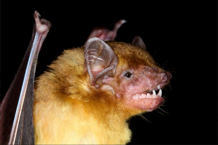 Yellow Bat