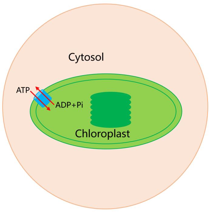 Chloroplast ATP/ADP translocator mediates the import of ATP and export of ADP plus phosphate.