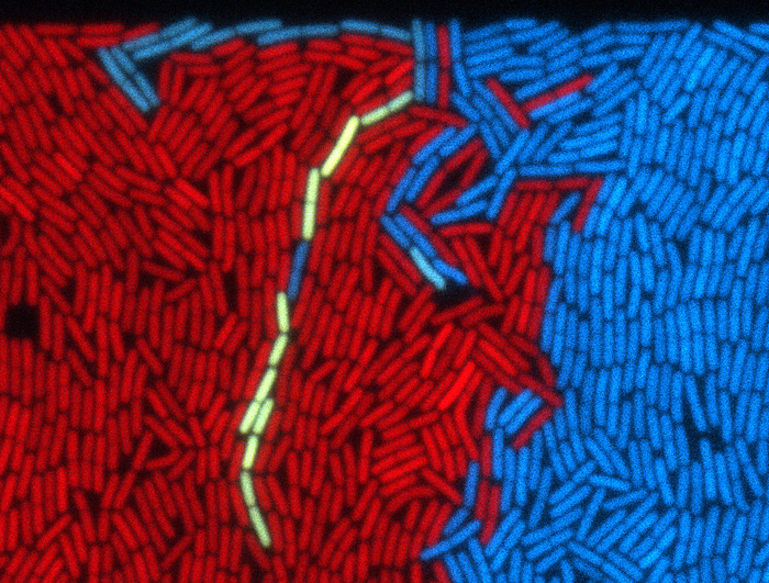 Bacteria which contain a "dormant" parasitic element (blue) are awakening and getting yellow in the presence of bacteria which do not contain the element (red).