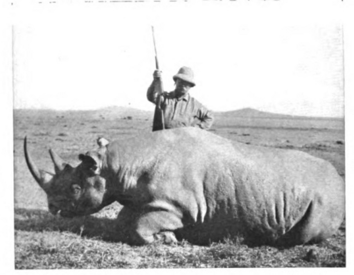 Roosevelt with rhino in 1911