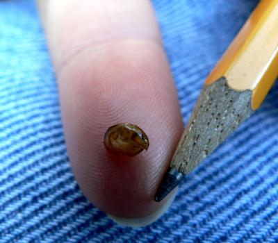 Unexpected Diversity