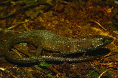 Potamites montanicola