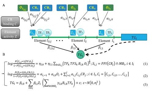 Scientists Model Gene Regulation with Chromatin Accessibility