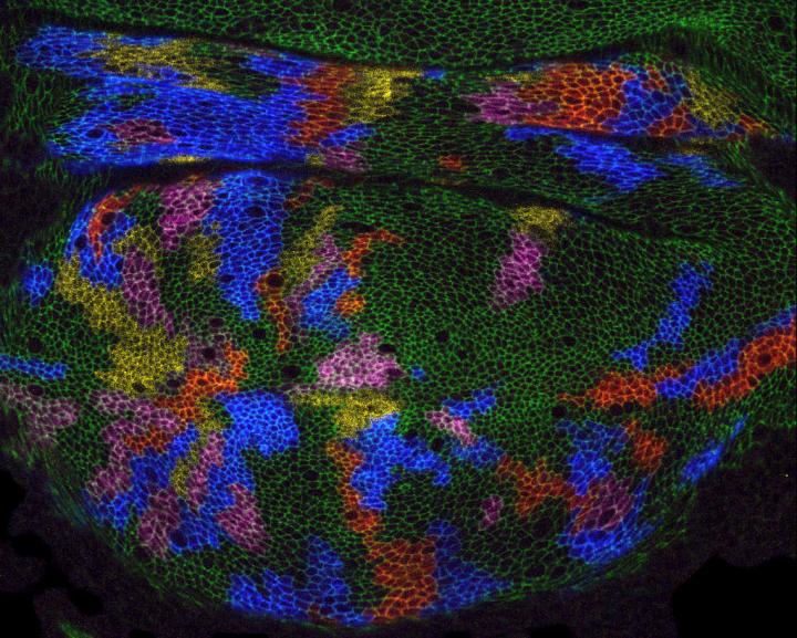 Drosophila Fruit Fly Wing