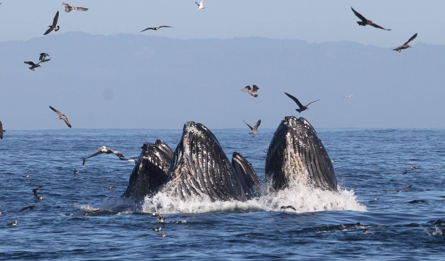 Humpback Whales Feeding