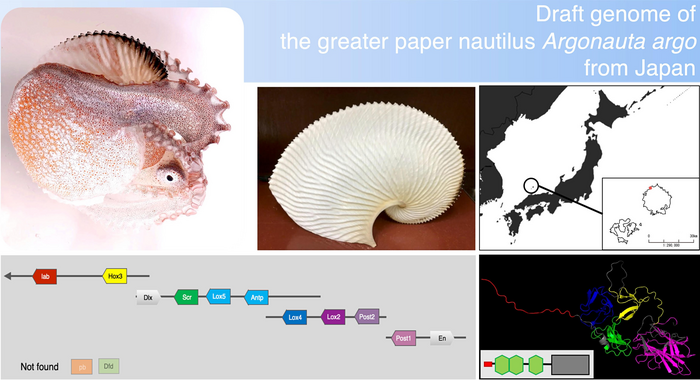 The draft genome of the greater argonaut or paper nautilus, Argonauta argo, revealed several surprises.