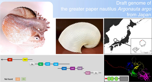 The draft genome of the greater argonaut or paper nautilus, Argonauta argo, revealed several surprises.