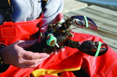 Tagged Lobster