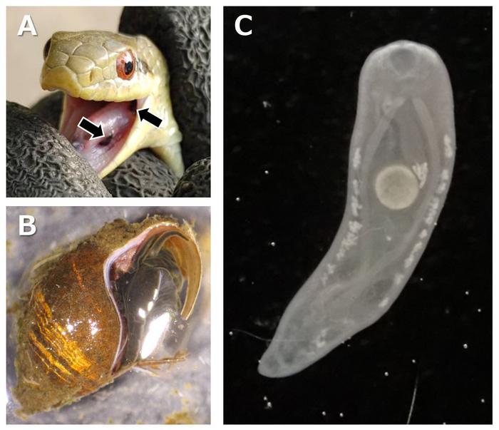 Ochetosoma elongatum and the hosts