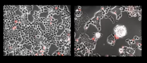 Video of cells derived from greater mouse brain (Myotis myotis) infected with SARS-CoV-2 (right) or uninfected (left). The cells are cultured in a medium containing propidium iodide as a cell death marker. Cells were photographed every 15 minutes for 48 hours.