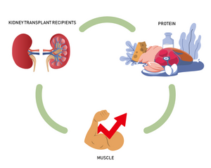 Relationship between protein intake and skeletal muscle mass in kidney transplant recipients