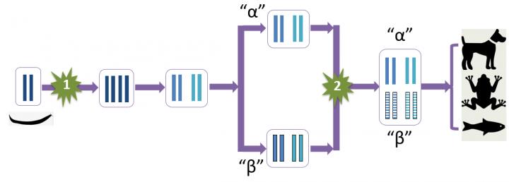 The Whole-Genome Duplication Events Leading to Jawed Vertebrates