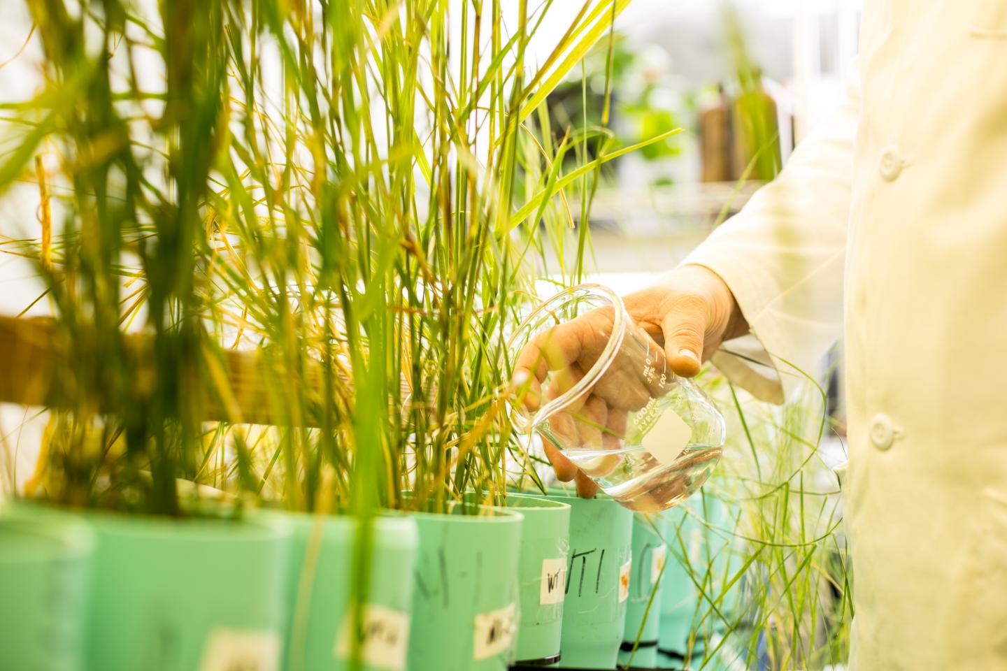 RDX-Destroying Grass Species