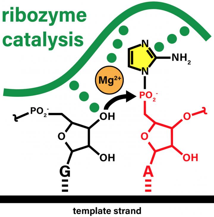 A nonenzymatic RNA copying reaction using substrates activated with 2-aminoimidazole (yellow) is catalyzed by ribozymes.