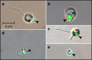 Predatory phytoplankton