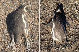 Magellanic penguin corpses