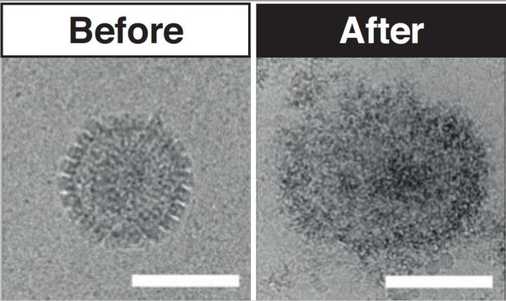 Virucide Treatment before After