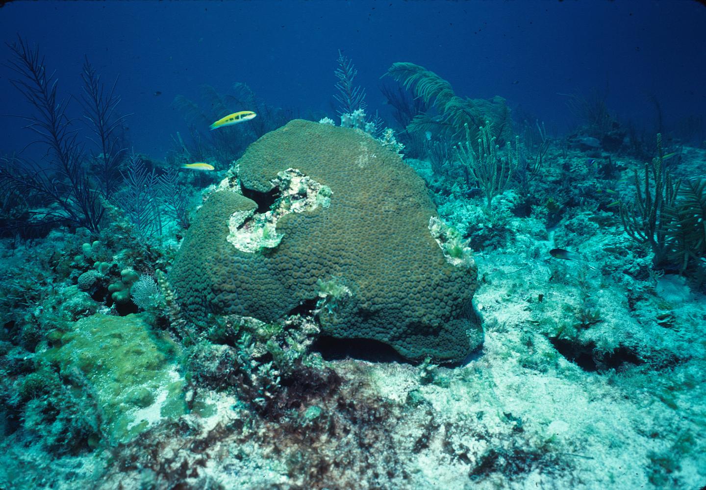 Shallow Water Coral