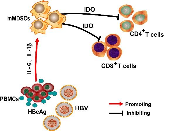 How The Hepatitis B Virus Establishes Persistent Infection