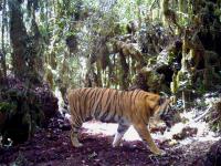 A Male Tiger Photographed by a Camera Trap in Montane Fores