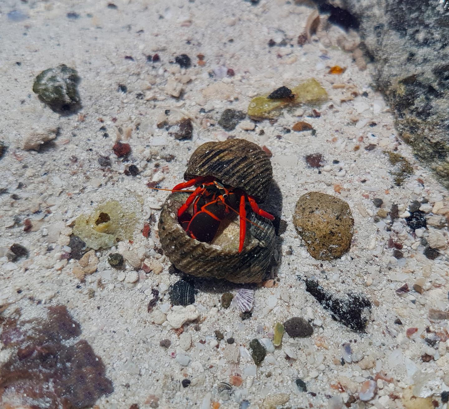 Hermit Crab Exploring the Shell of a Potential Opponent