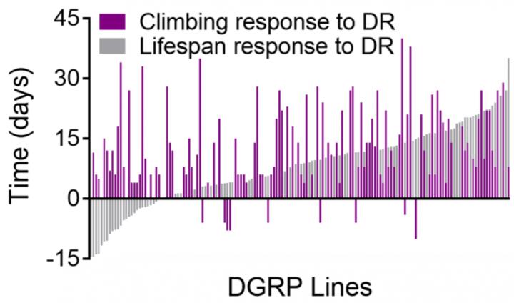 Dietary Restriction in Genetically Distinct Strains of Fruit Fly