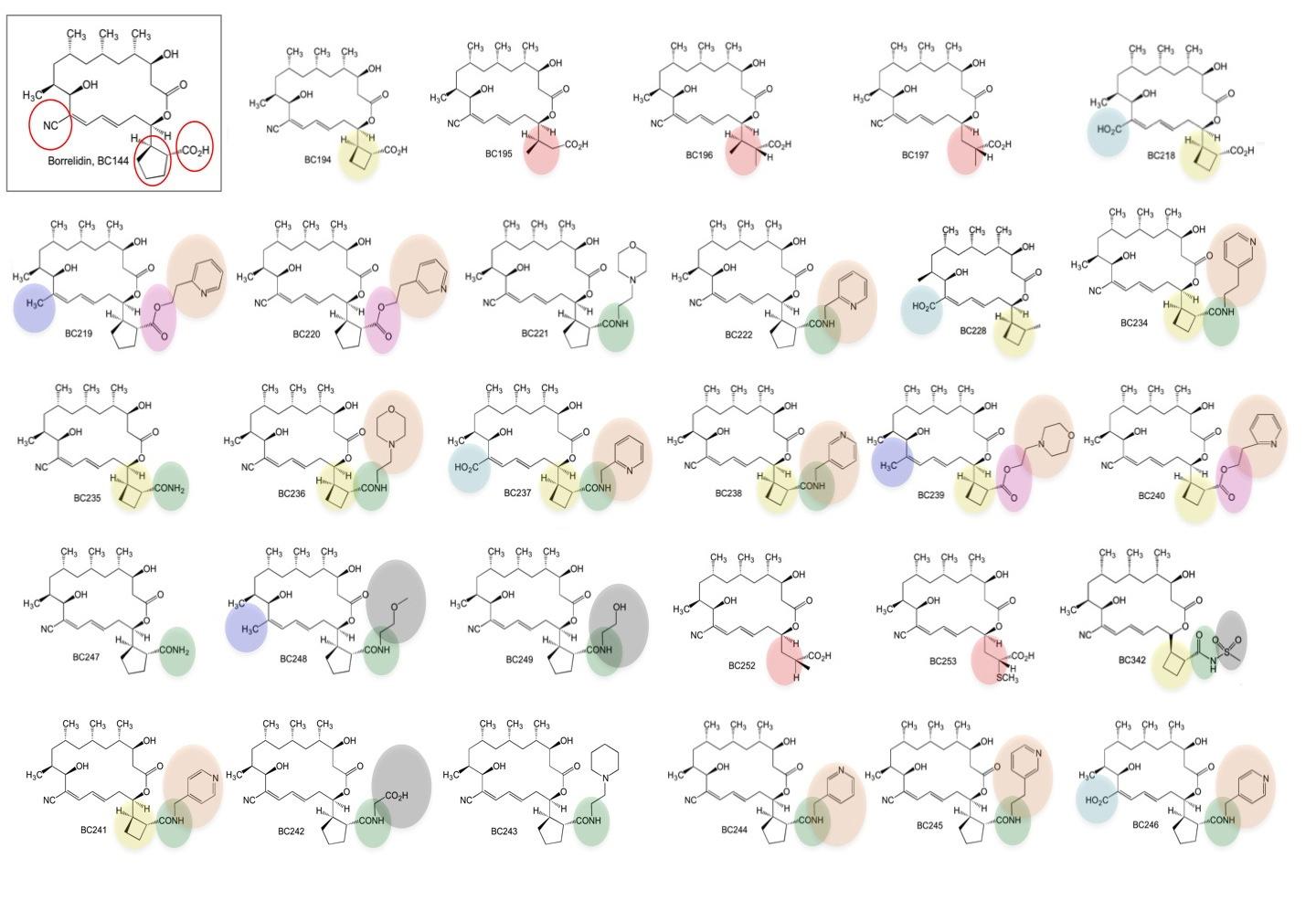 Borrelidin Analogues