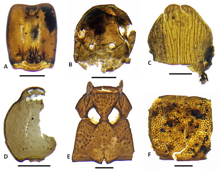 Representative insect subfossils of likely introduced taxa.