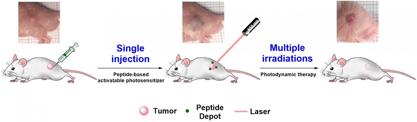 A schematic diagram of the application of cancer-targeted supermolecular peptide phototherapy drugs