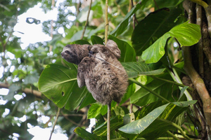 The behaviour and activity budgets of two sympatric sloths; Bradypus variegatus and Choloepus hoffmanni