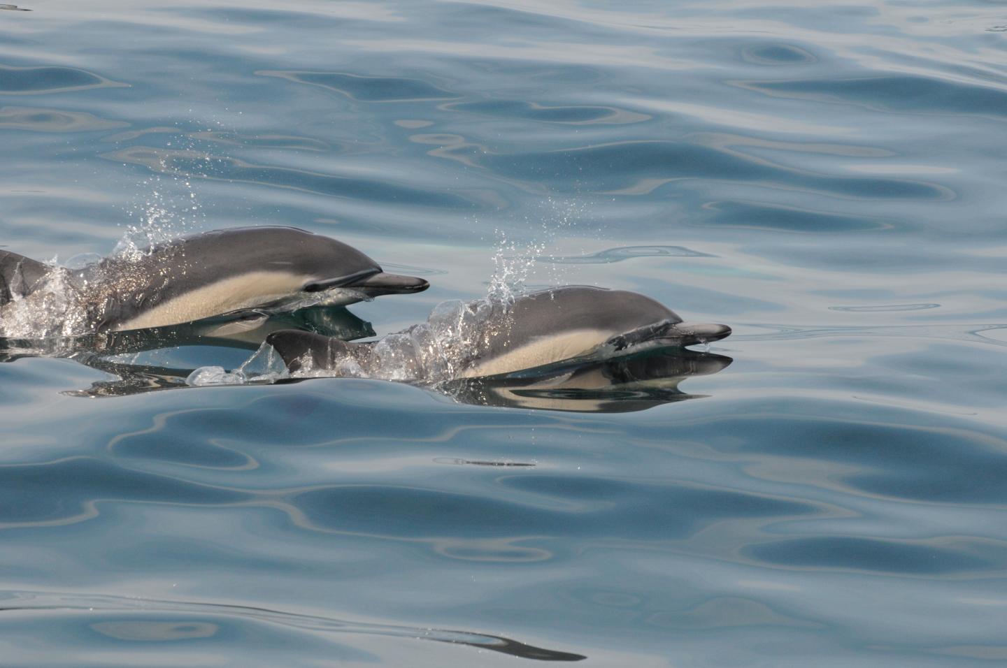 Common Dolphins