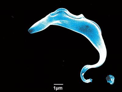 Sleeping Sickness Parasite