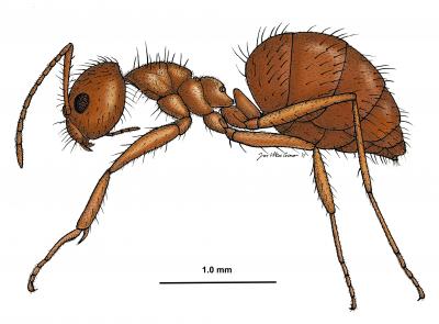 Crazy Ant (<i>Nylanderia fulva</i>) Drawing