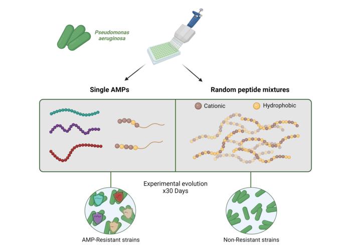 Treatment with a mixture of antimicrobial peptides can impede antibiotic resistance