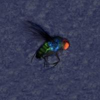 Tricolor fly