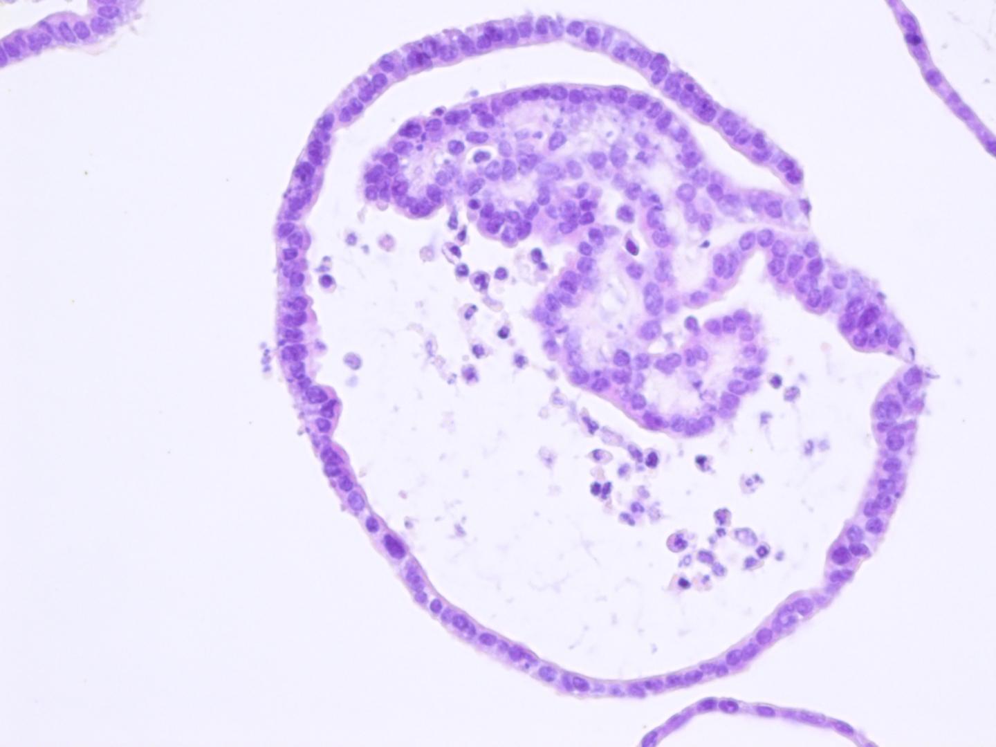 Organoid of the Mouse Oviduct