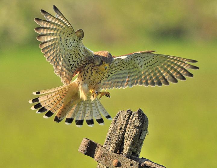 A Landing Kestrel