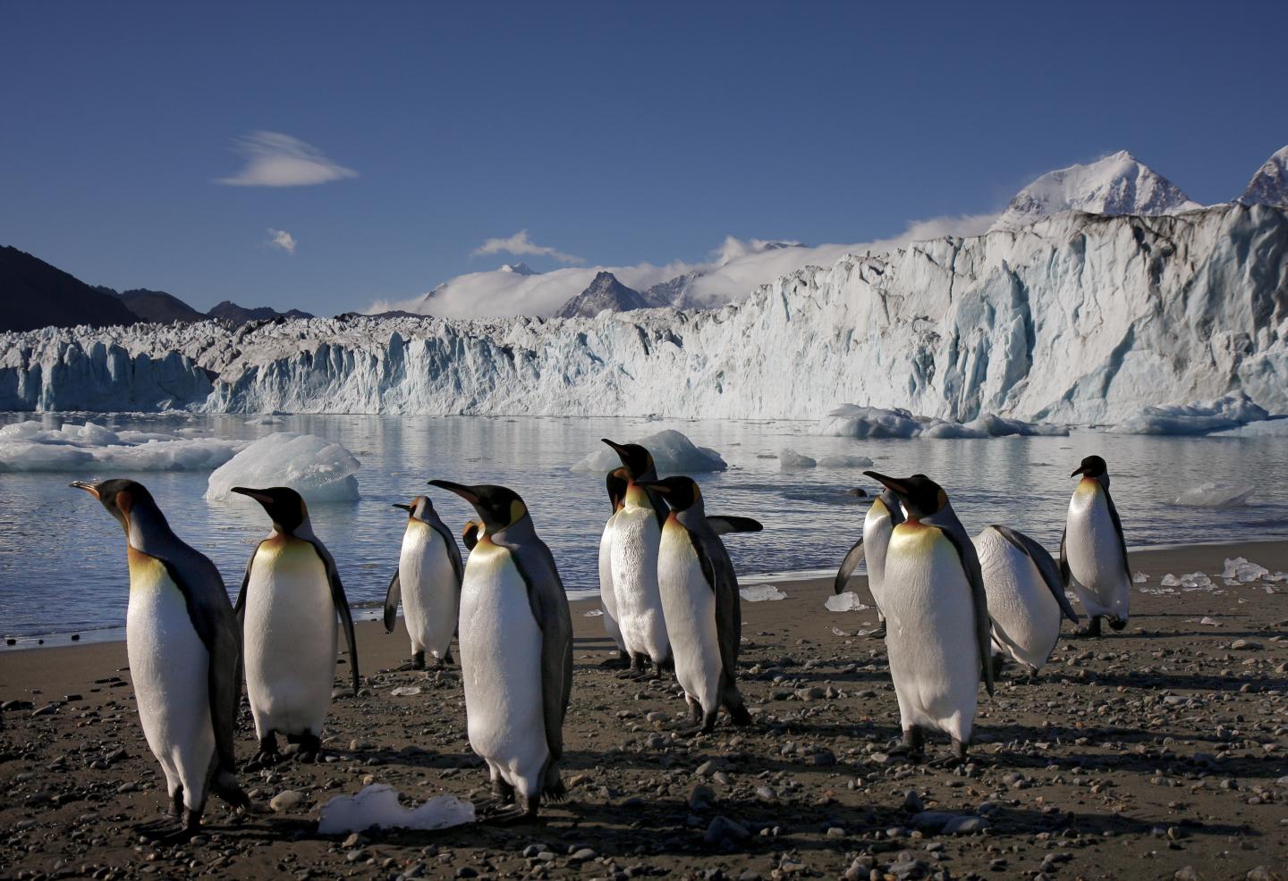 Nordenskjoeld Glacier, Greene Peninsula