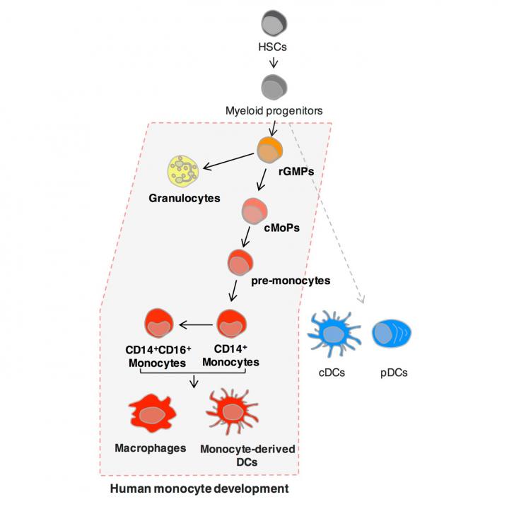 Identification of Human Common Monocyte Progenitor (cMoP)