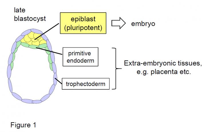 Figure 1: Organization of a Preimplantation Mouse Embryo (Late Blastocyst)