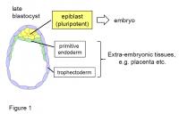 Figure 1: Organization of a Preimplantation Mouse Embryo (Late Blastocyst)