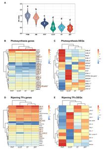 Postharvest tomato fruit IDA in relation to photosynthetic genes expression.