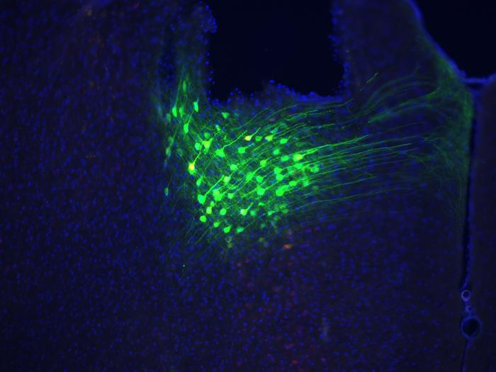 Neurons in mouse brain
