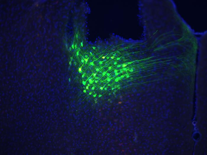 Neurons in mouse brain