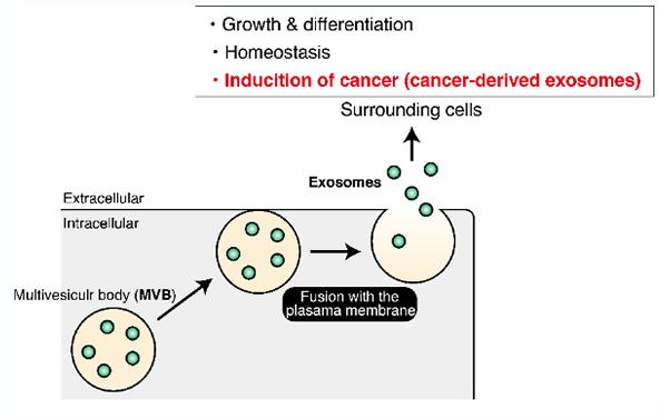 Distinct Cell-to-cell Communication Processes Controlled Differently