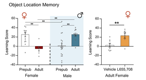 Sex- and age-dependent differences in spatial learning