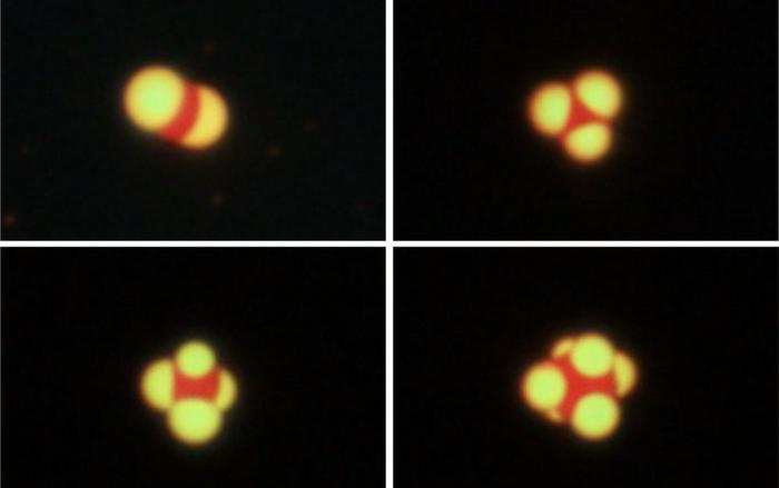 Fluorescence microscopy images of colloidal molecules spontaneously formed by self-assembly of two π-conjugated polymers.