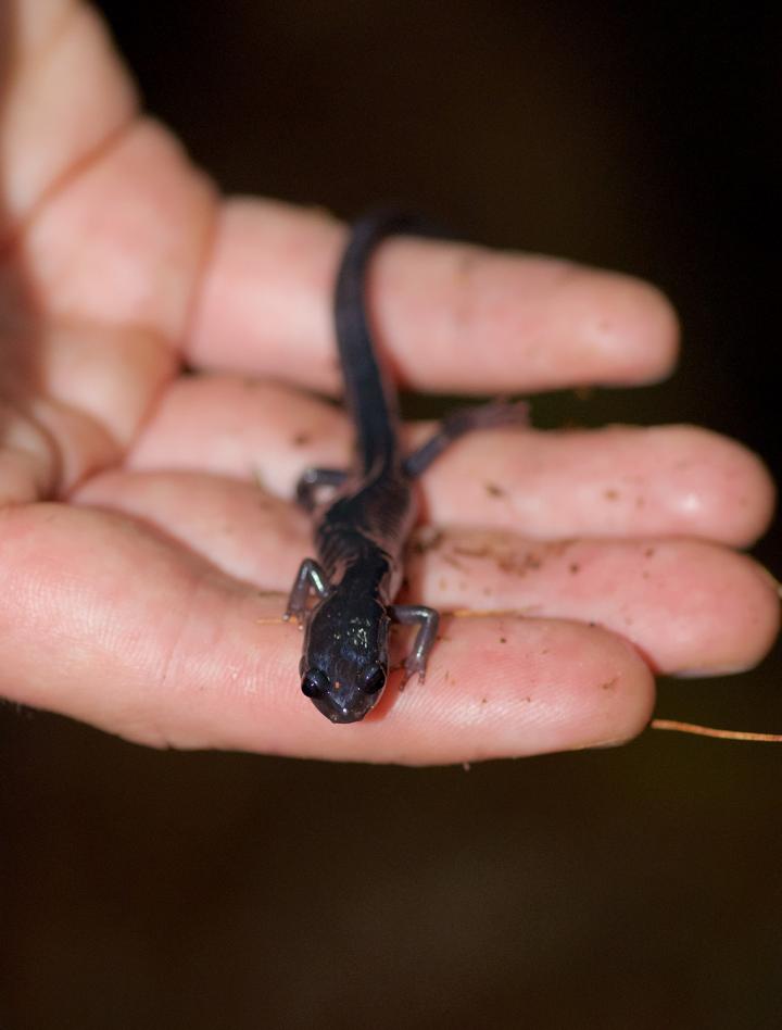 Gray Cheek Salamander Image Eurekalert Science News Releases