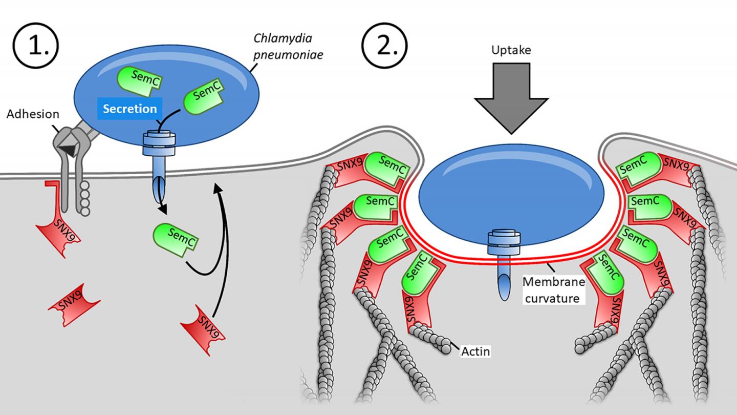 Chlamydia pneumoniae binds at human cell