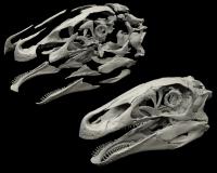 Digitally Restored <i>Erlikosaurus andrewsi</i> Dinosaur Skull